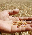 Olumsuz hava koşulları buğday fiyatını yükseltti
