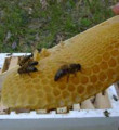 Trakya´da arı kayıpları araştırılıyor