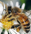Yanlış ilaçlama arıların sonu oldu