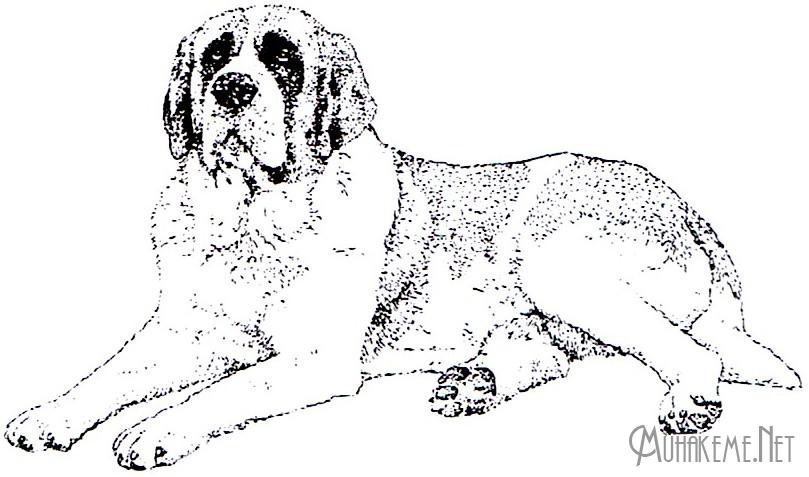 Saint Bernard_003